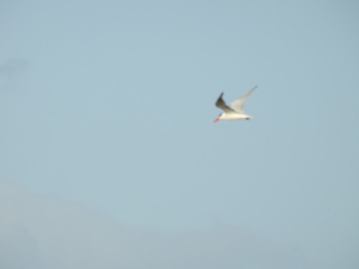 Caspian Tern - ML593989431