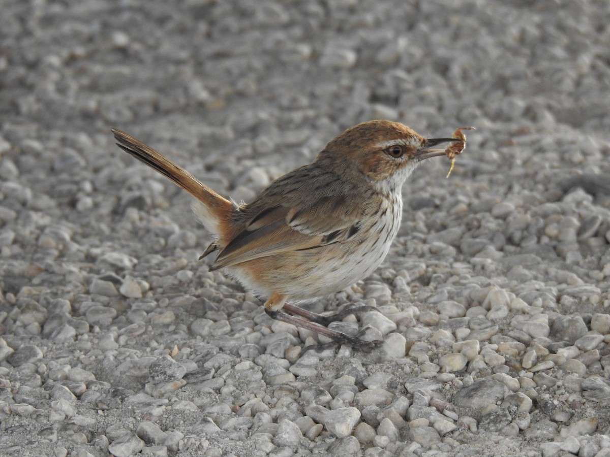 Rufous Fieldwren - ML593989451