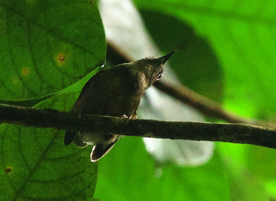 Whistling Warbler - David Ascanio