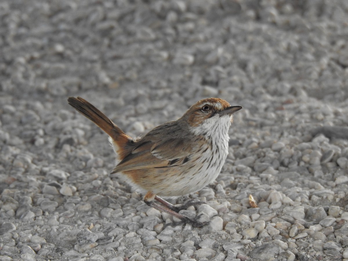 Rufous Fieldwren - ML593989491