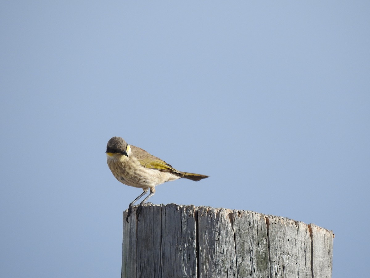 Singing Honeyeater - ML593989501