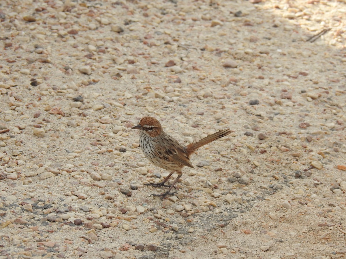 Rufous Fieldwren - ML593989541