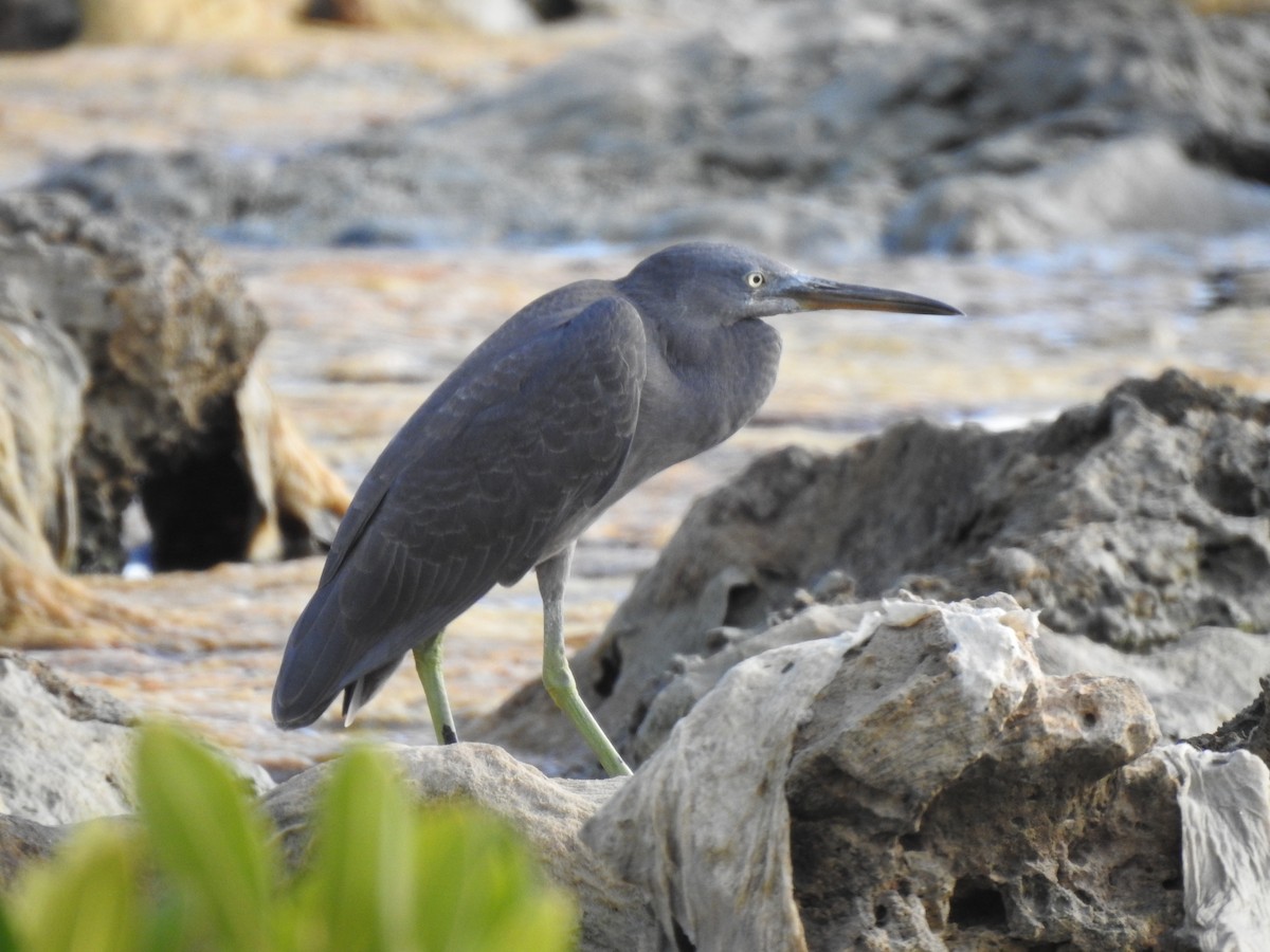 Pacific Reef-Heron - ML593989561