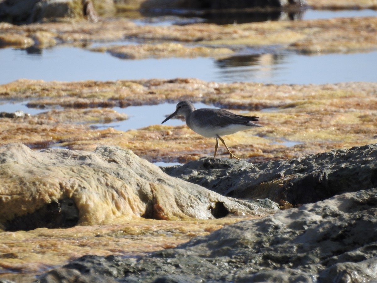 Gray-tailed Tattler - ML593989601