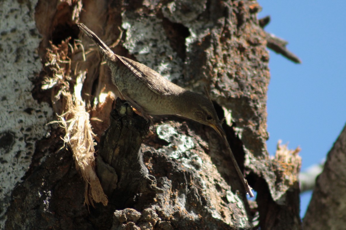 Northern House Wren - ML59398971