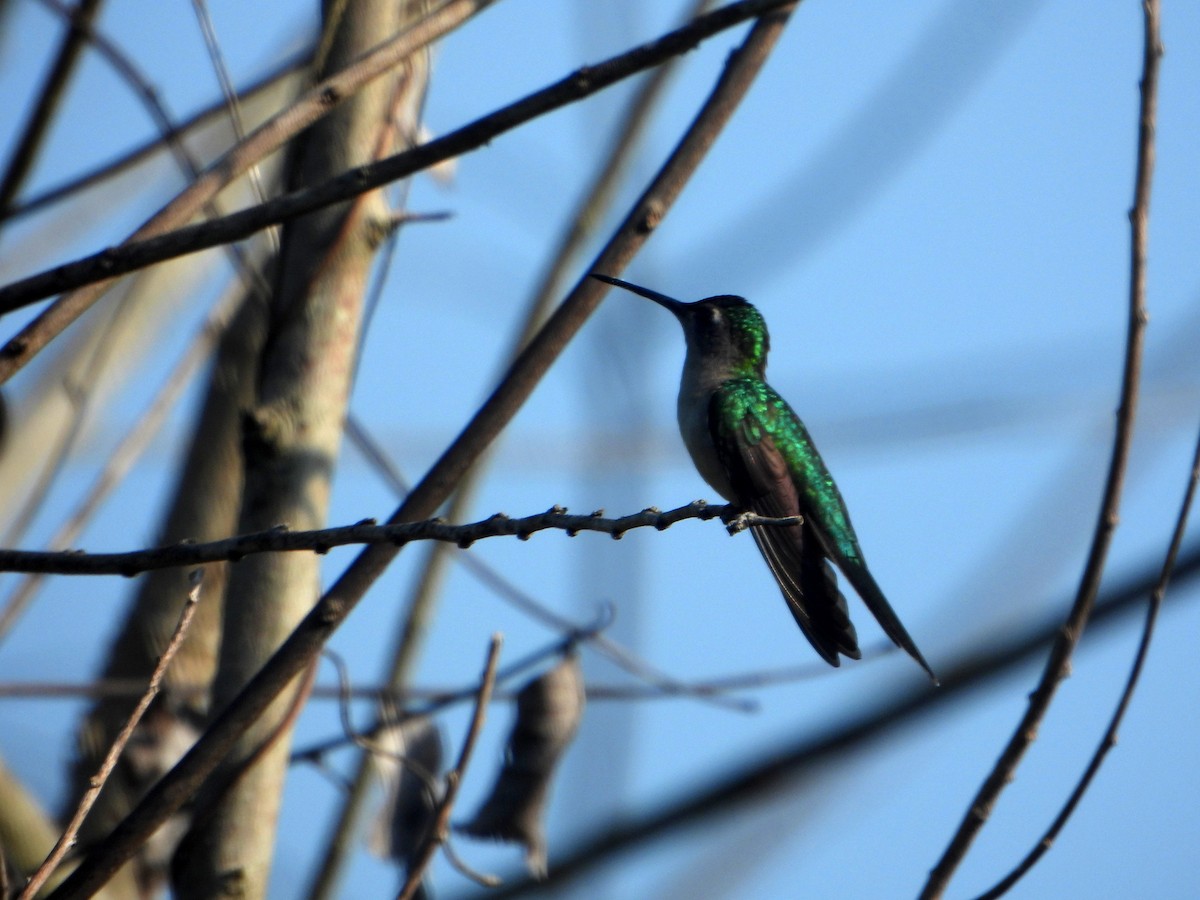 Colibrí Ruiseñor (pampa) - ML593989791