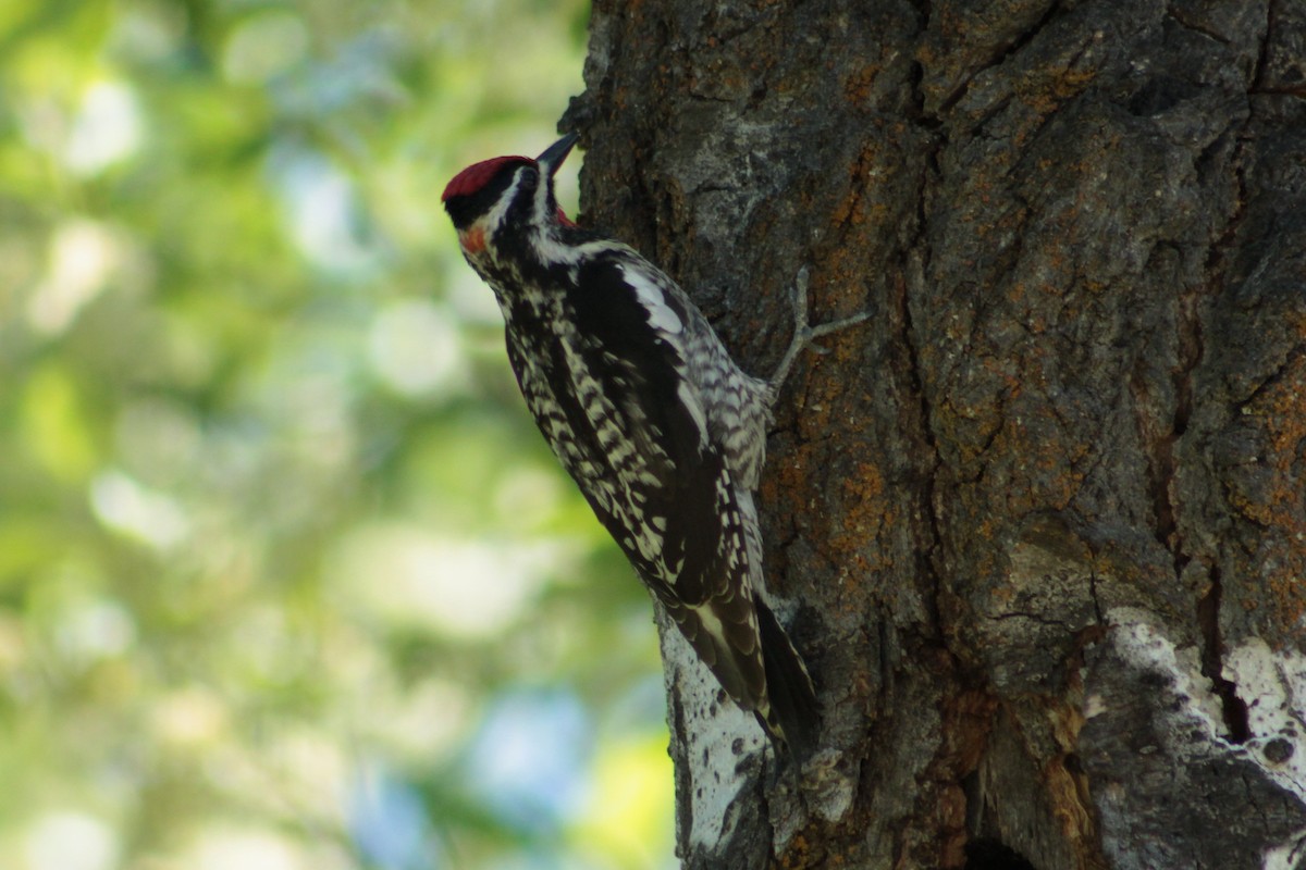 Red-naped Sapsucker - ML59398991