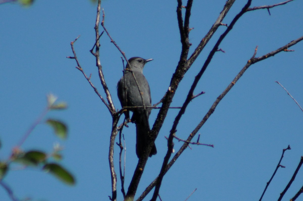 Gray Catbird - ML59399001
