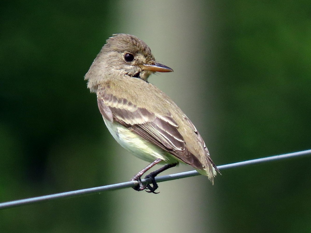 Willow Flycatcher - David Cooney Jr