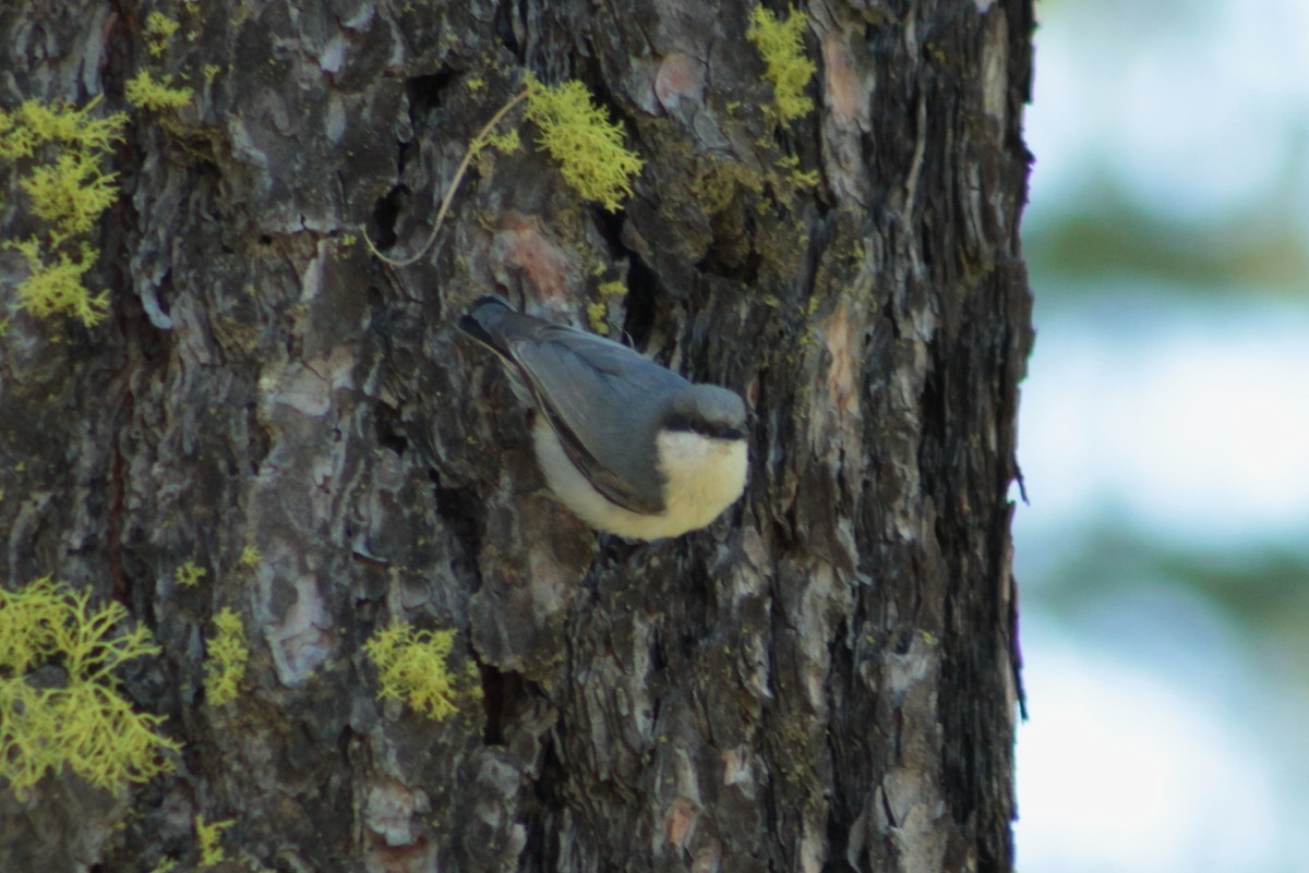 Pygmy Nuthatch - ML59399021