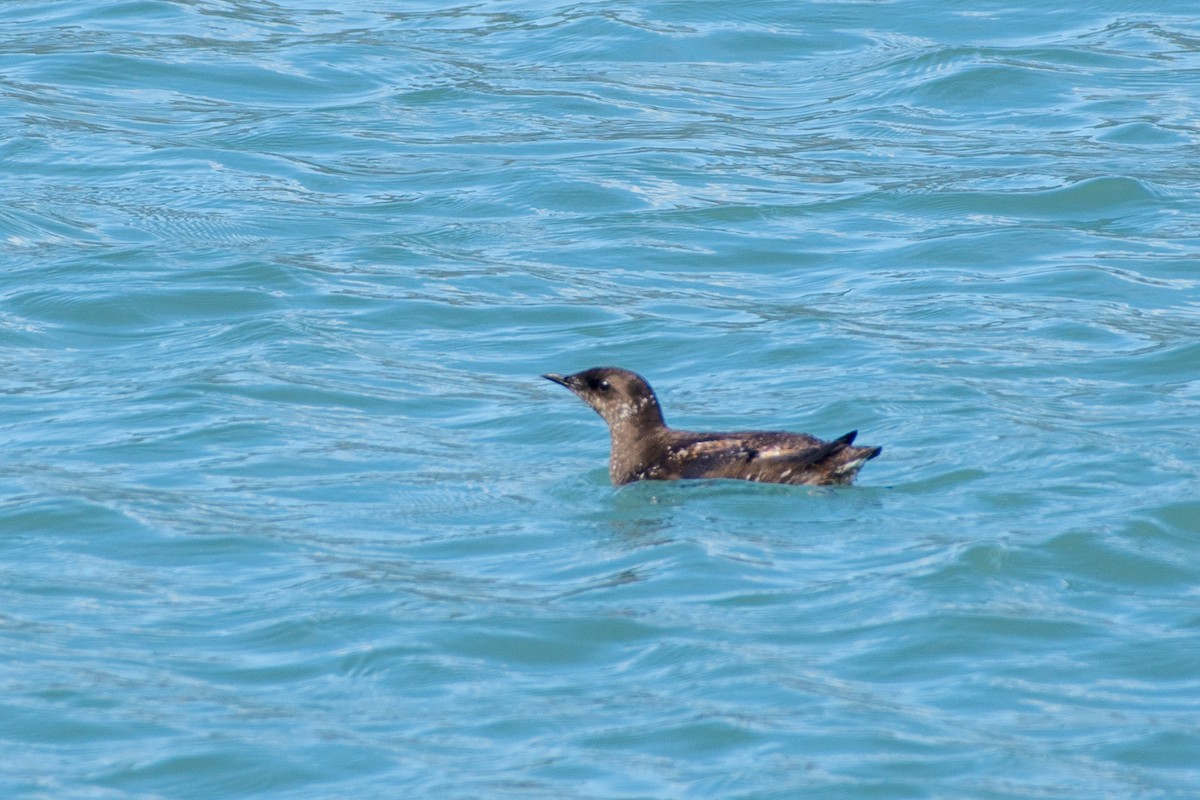 Guillemot marbré - ML593990651