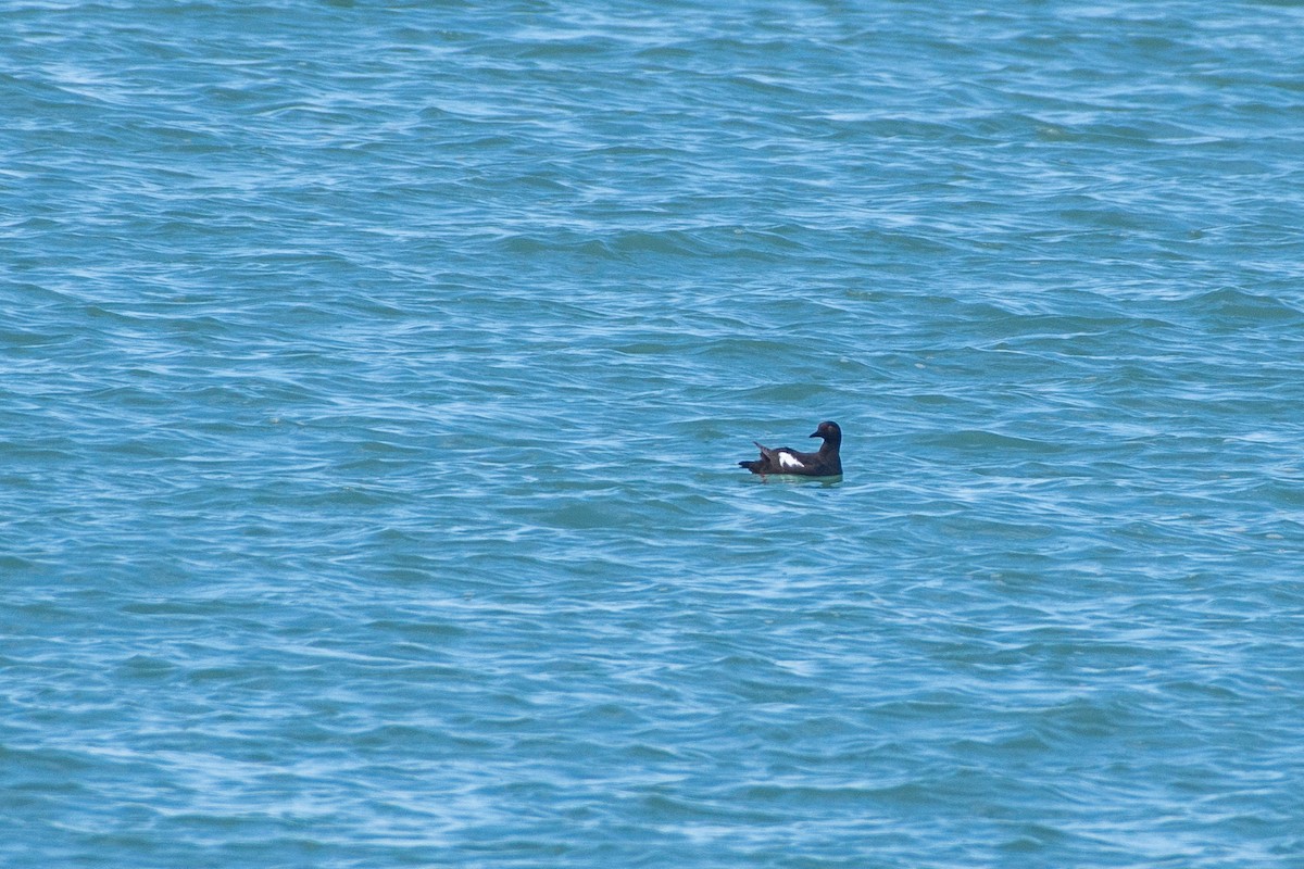 Pigeon Guillemot - ML593990691