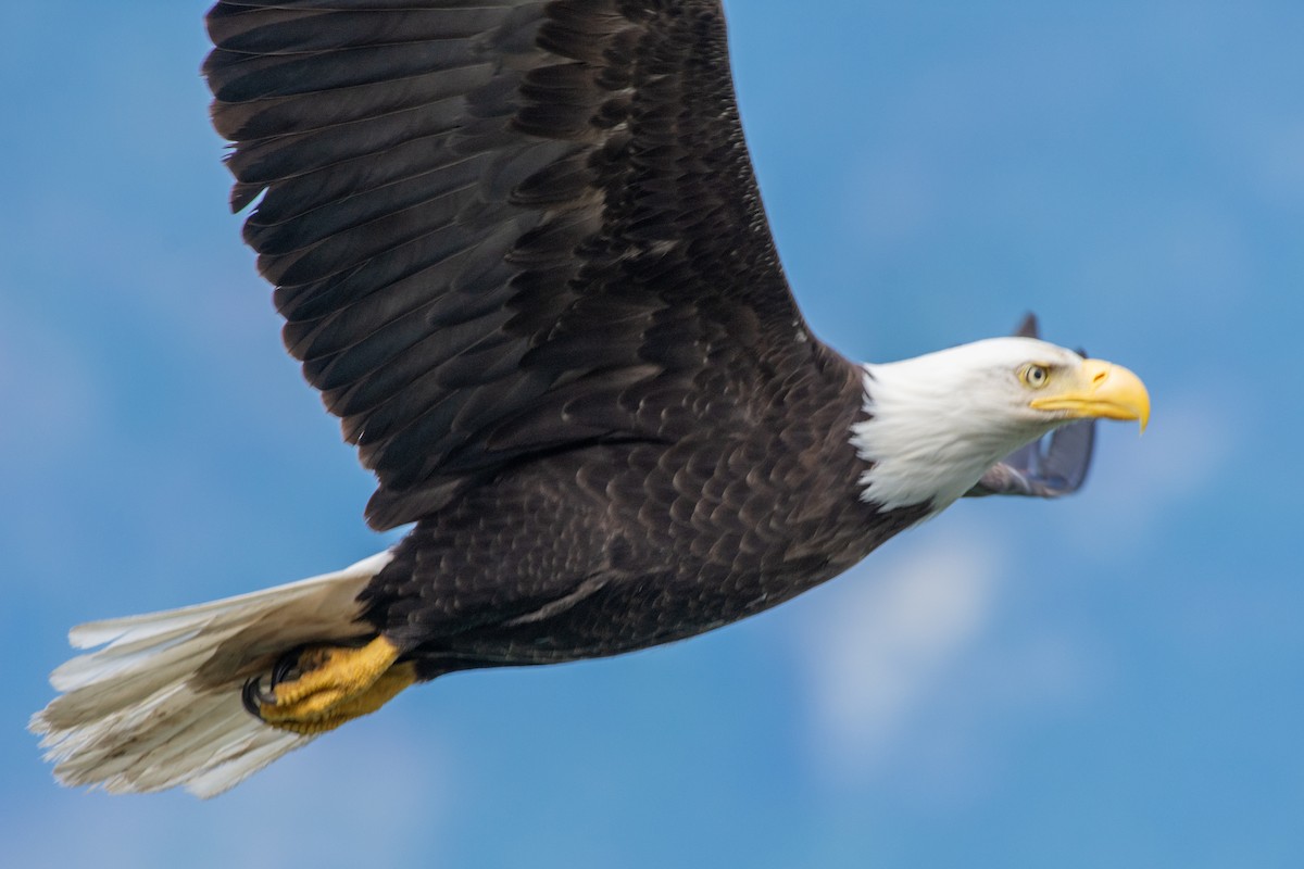 Bald Eagle - ML593990901