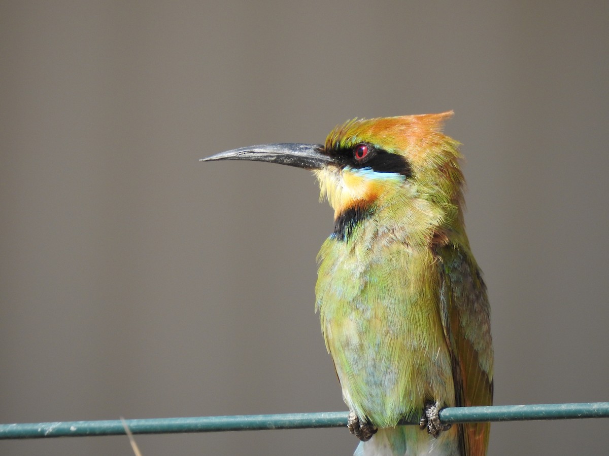 Rainbow Bee-eater - Hannah Elliott