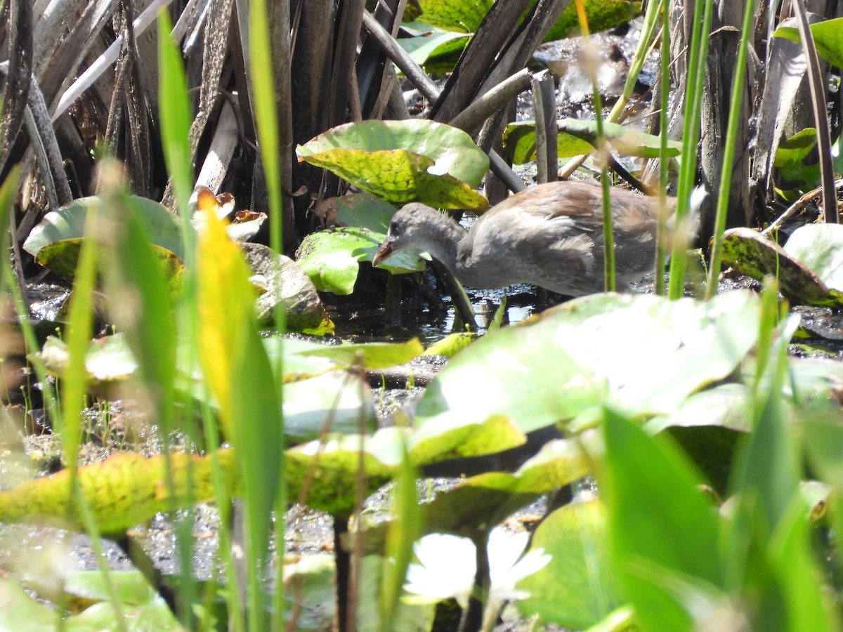 Common Gallinule - ML593991291