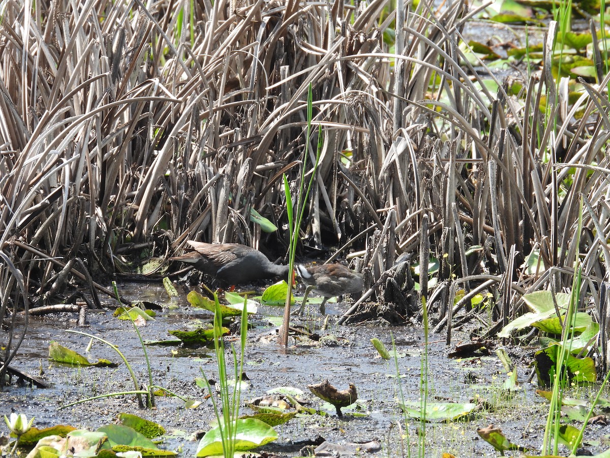 Common Gallinule - ML593991401