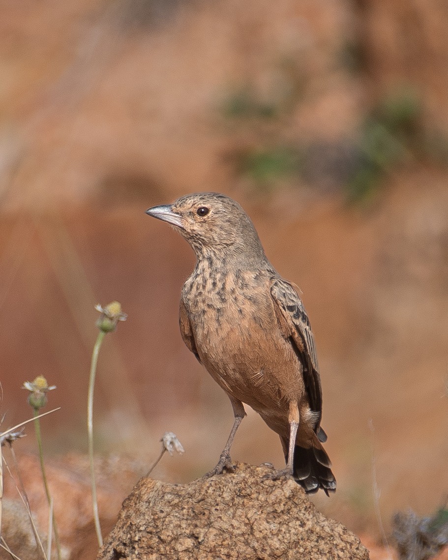 Rufous-tailed Lark - ML593991721