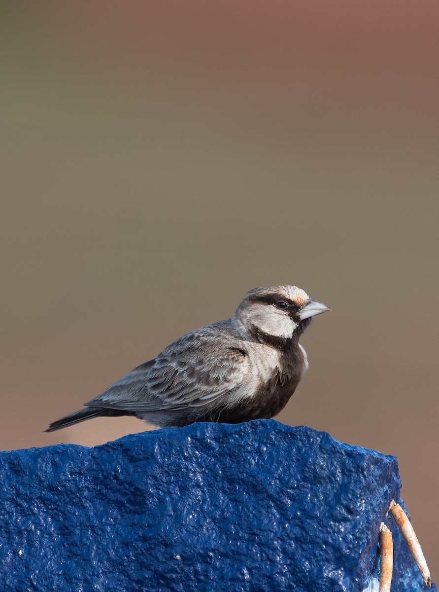 Ashy-crowned Sparrow-Lark - Joel  Ranjithkumar