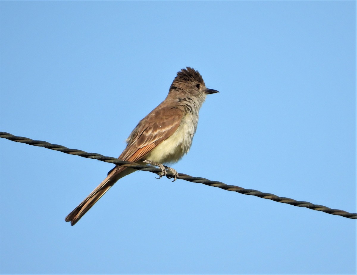 Ash-throated Flycatcher - ML593992171