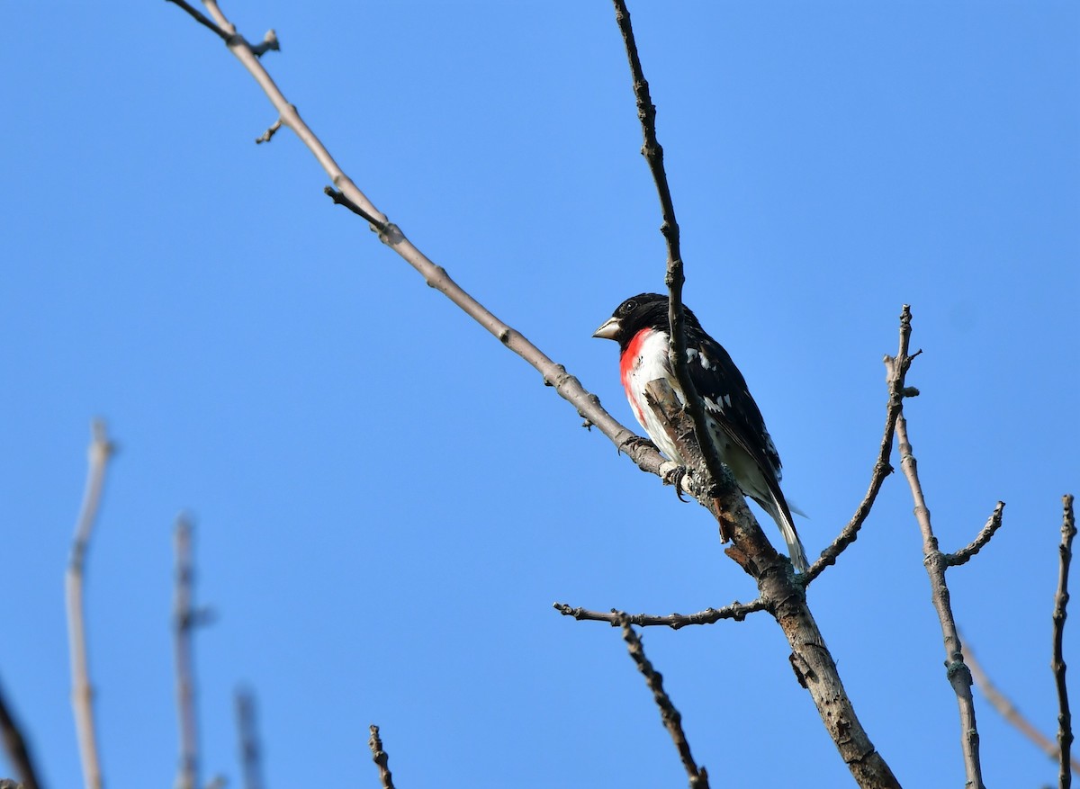 Cardinal à poitrine rose - ML593992281