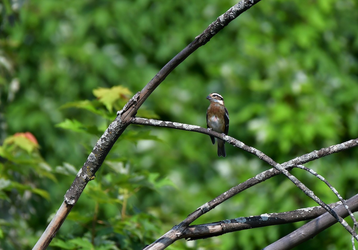 Rose-breasted Grosbeak - ML593992401