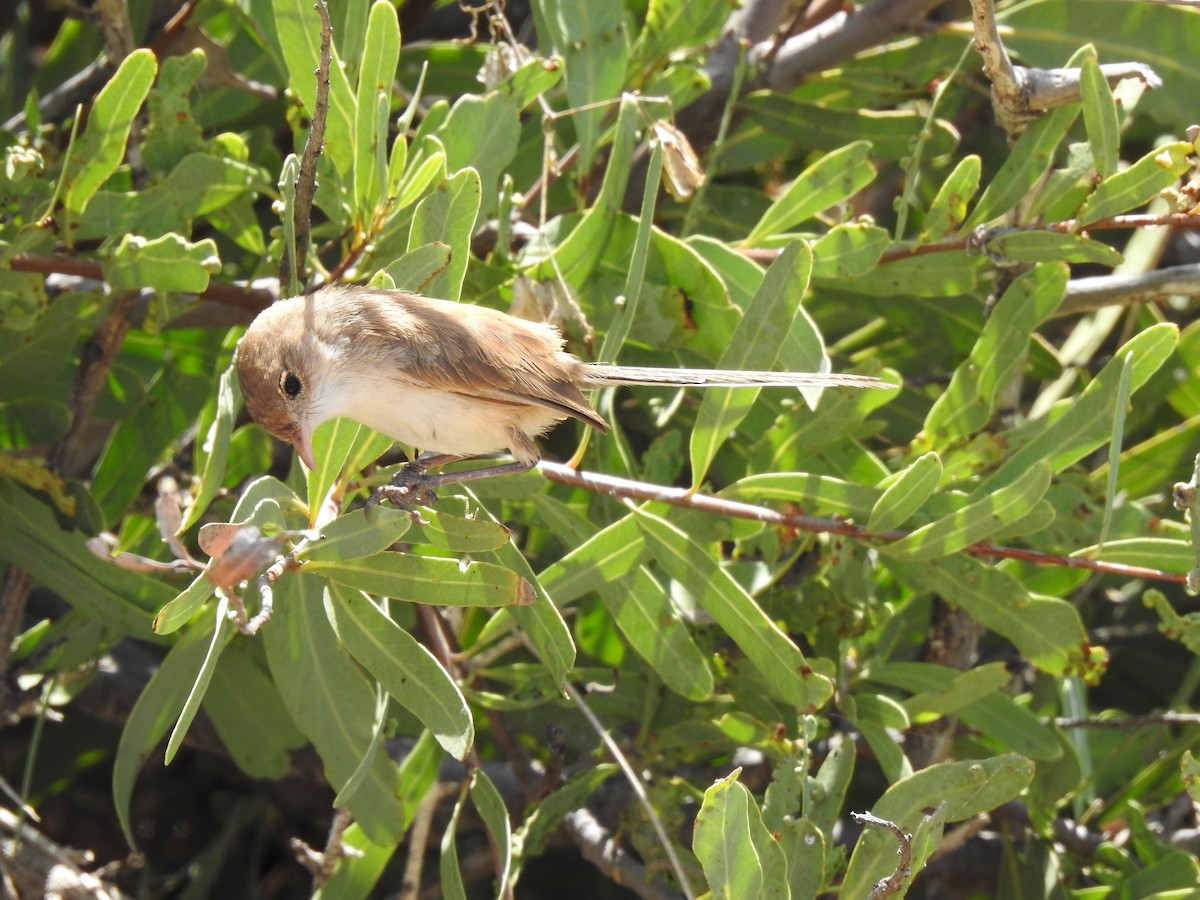 White-winged Fairywren - ML593992541