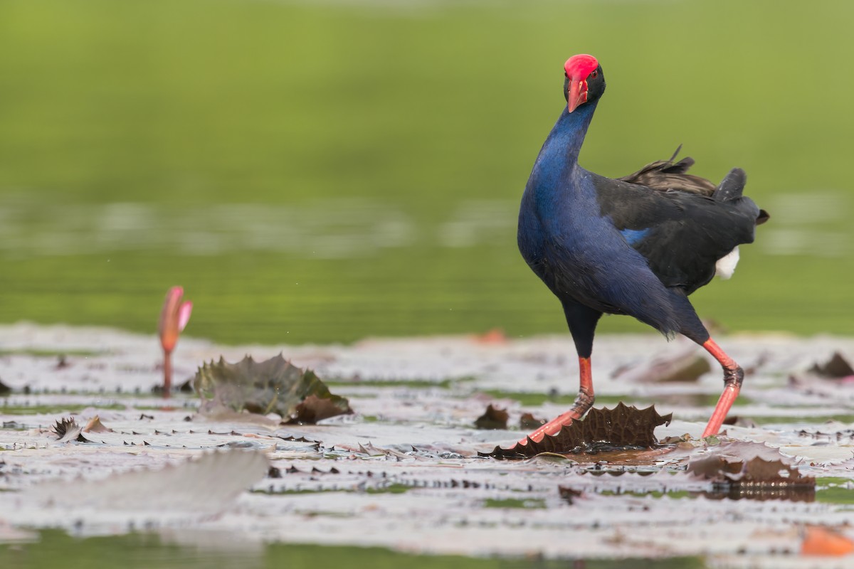 Australasian Swamphen - ML593992811