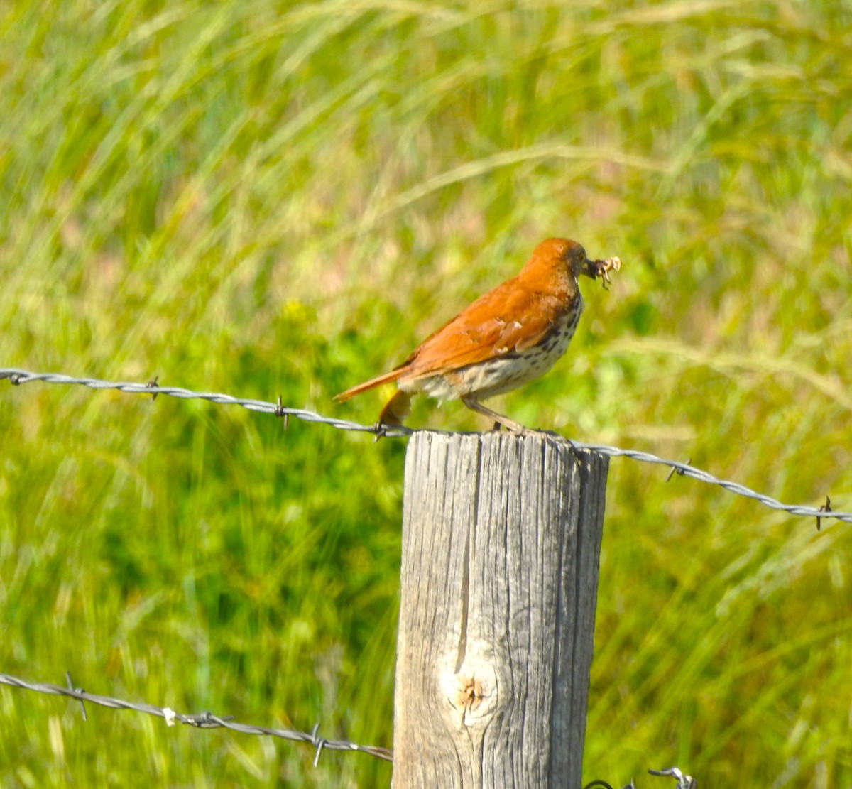 Brown Thrasher - ML593992821