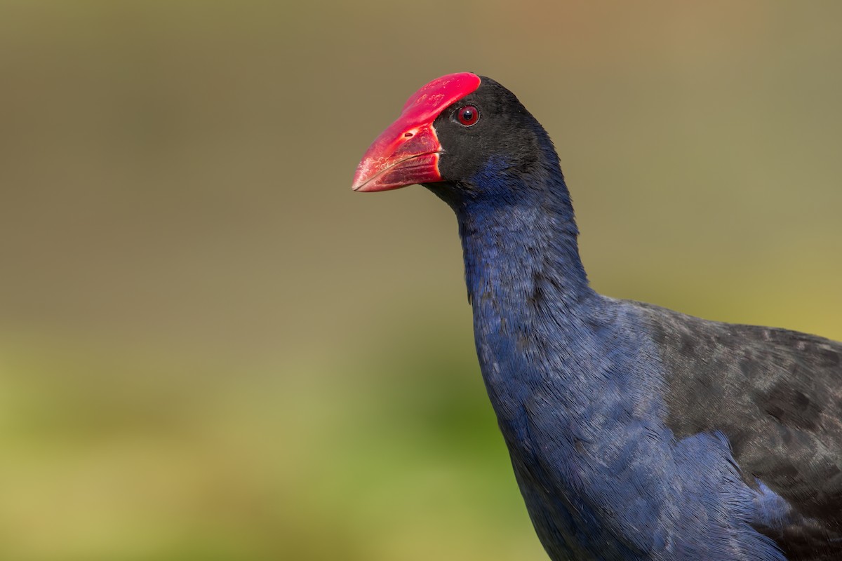 Australasian Swamphen - ML593992851