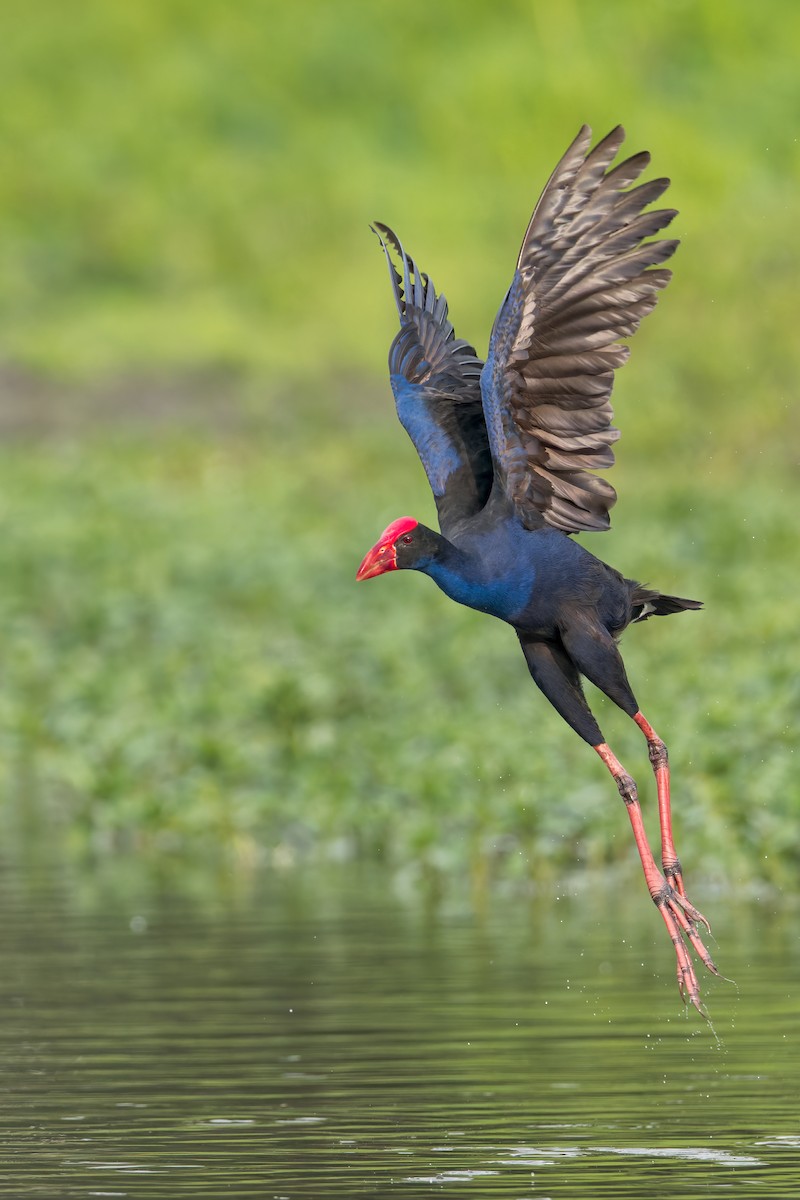 Australasian Swamphen - ML593992861