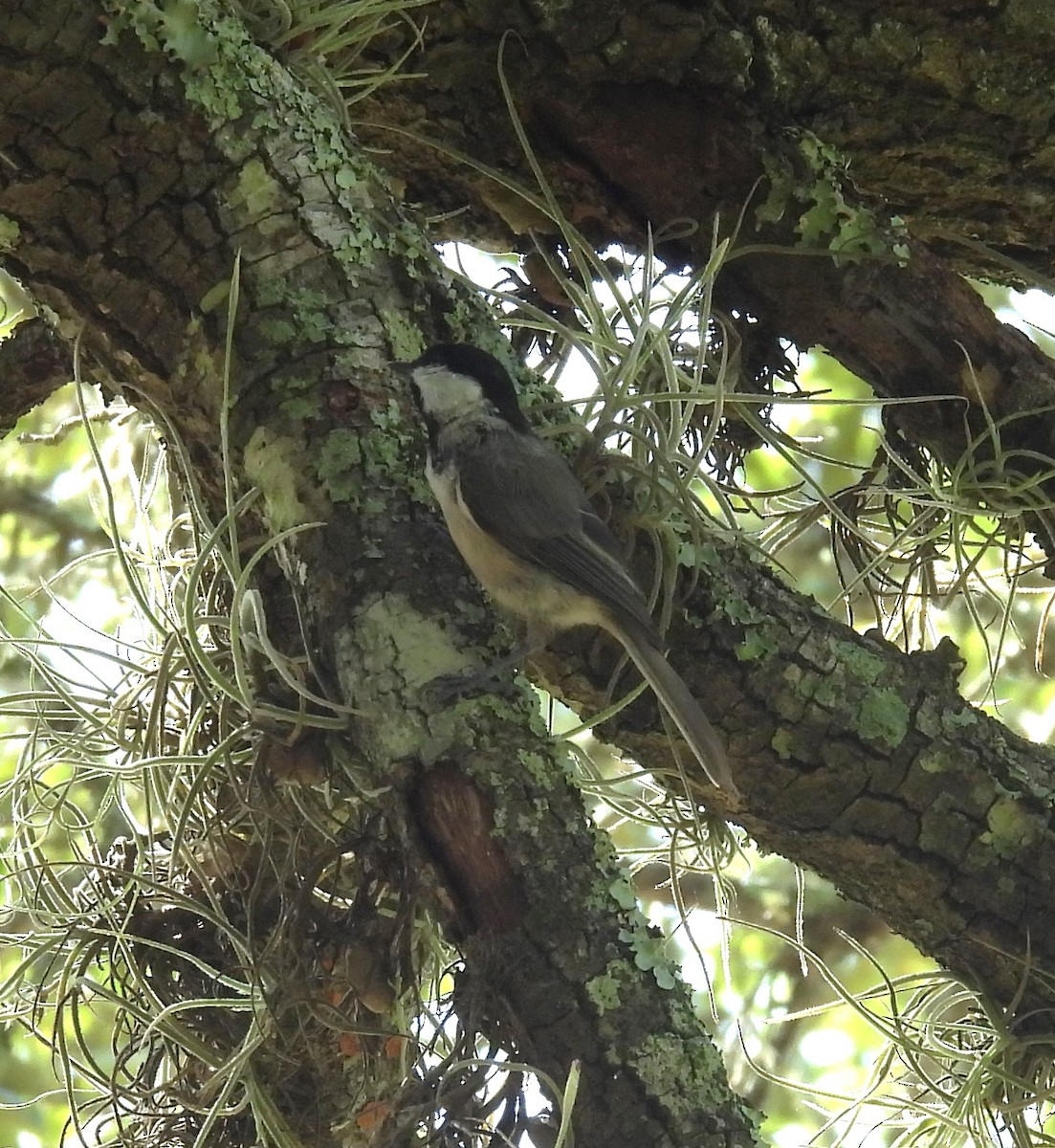 Carolina Chickadee - ML593993111