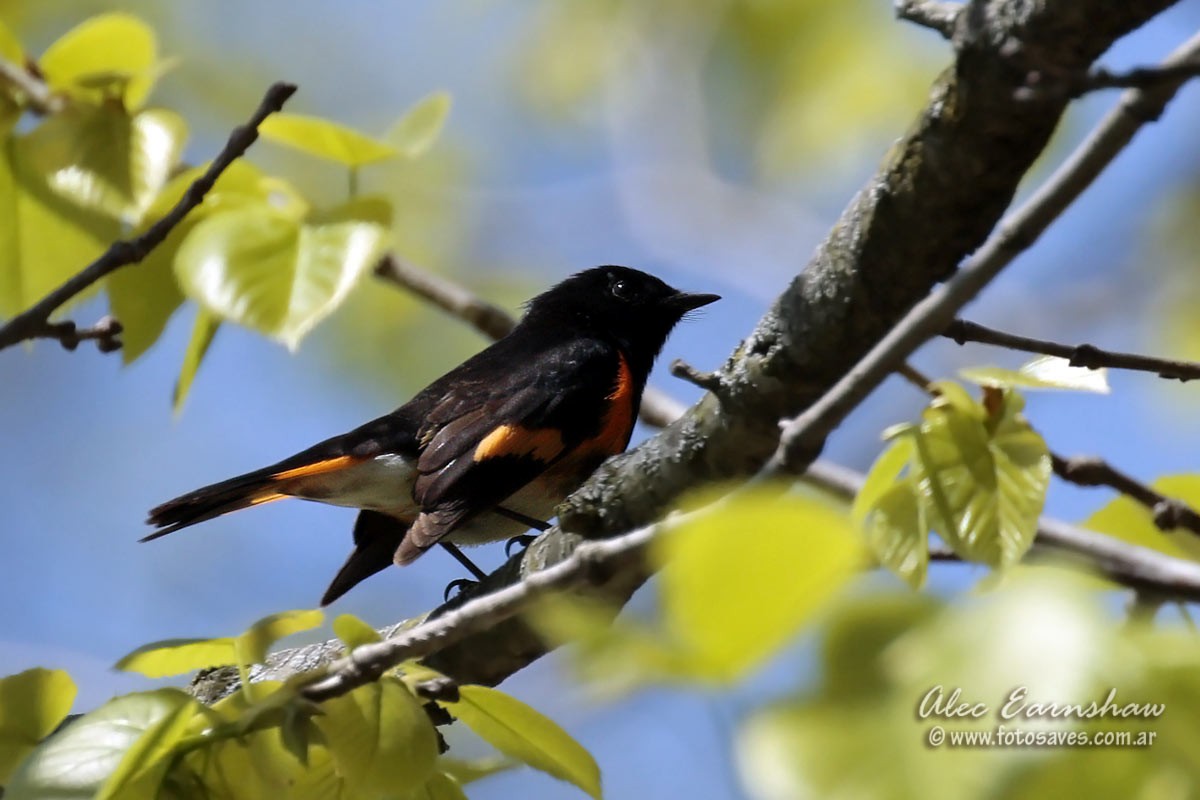 American Redstart - ML59399371