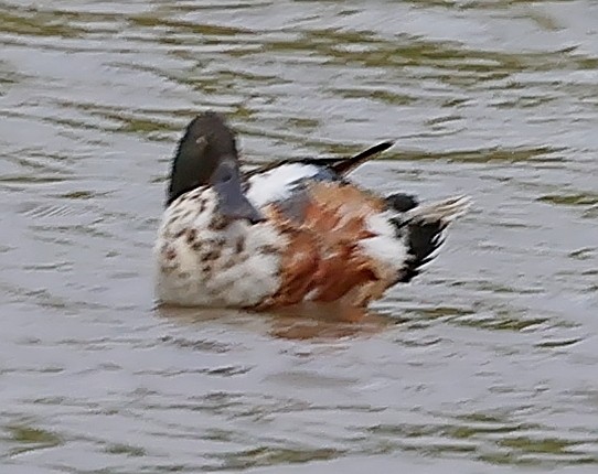 Northern Shoveler - ML593993991