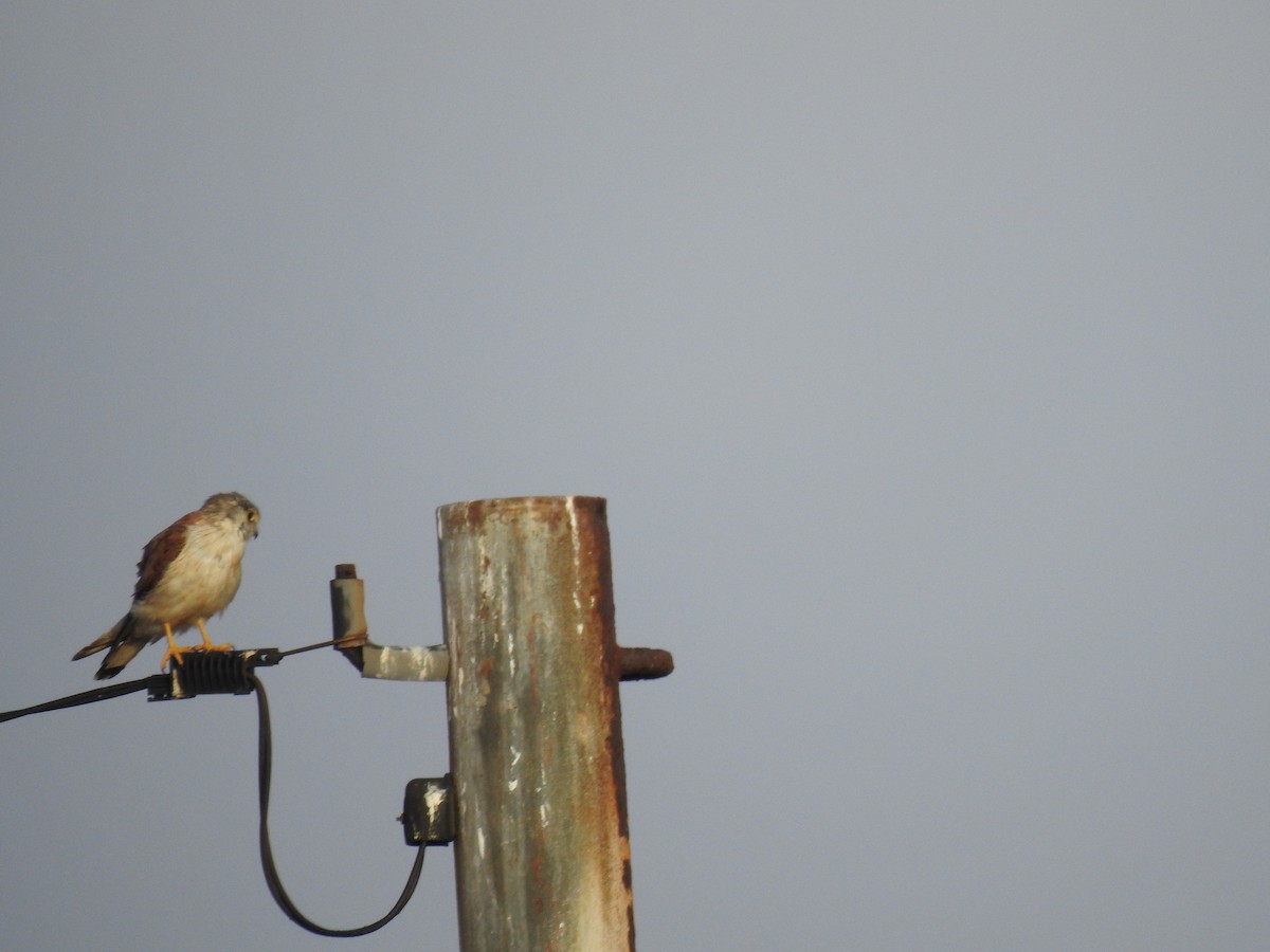 Nankeen Kestrel - ML593994931