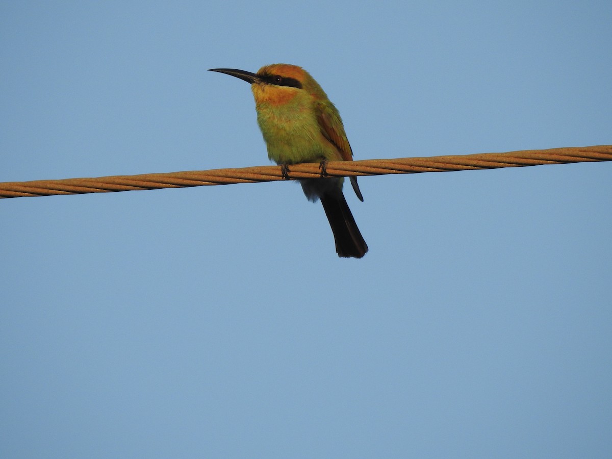 Rainbow Bee-eater - Hannah Elliott