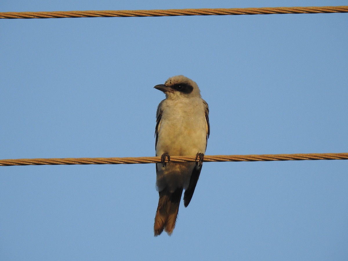 Black-faced Cuckooshrike - ML593995071