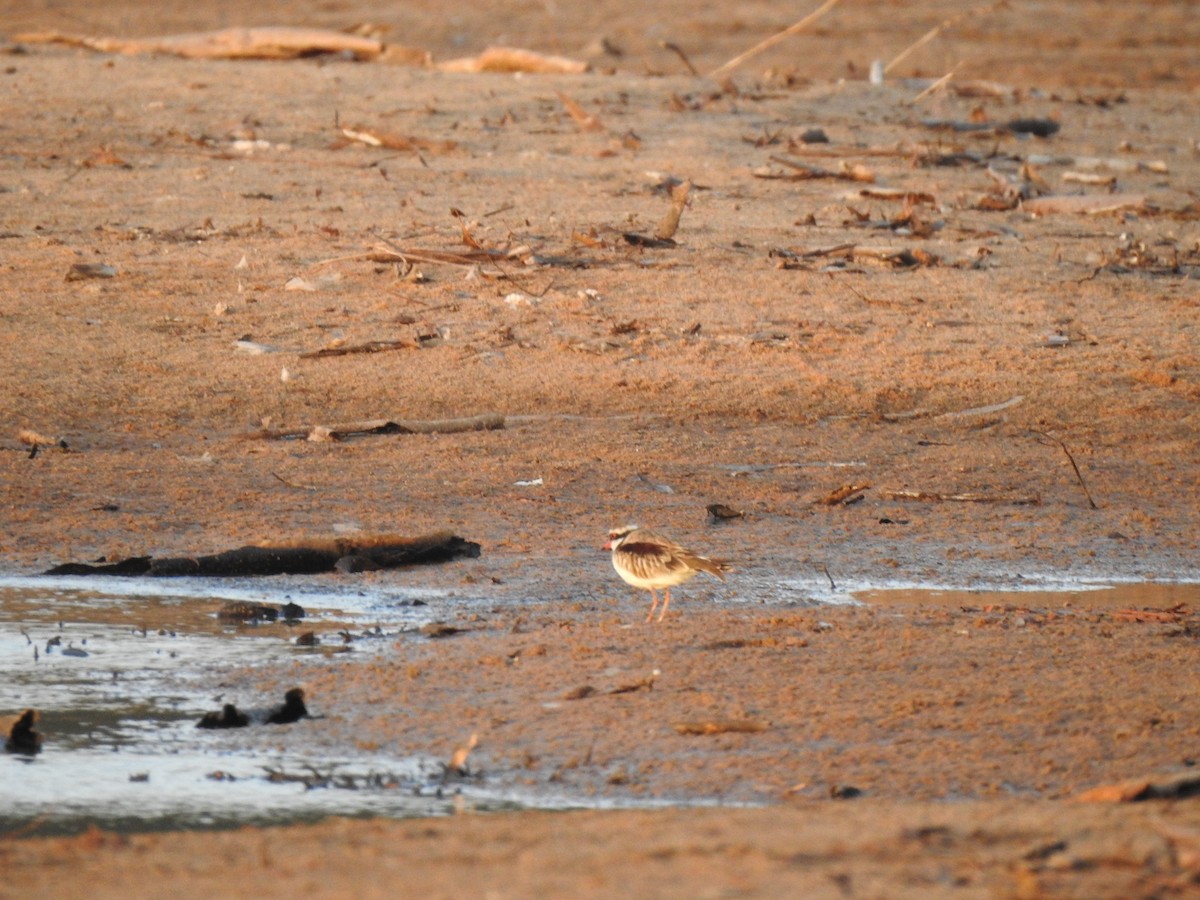 Black-fronted Dotterel - ML593995141