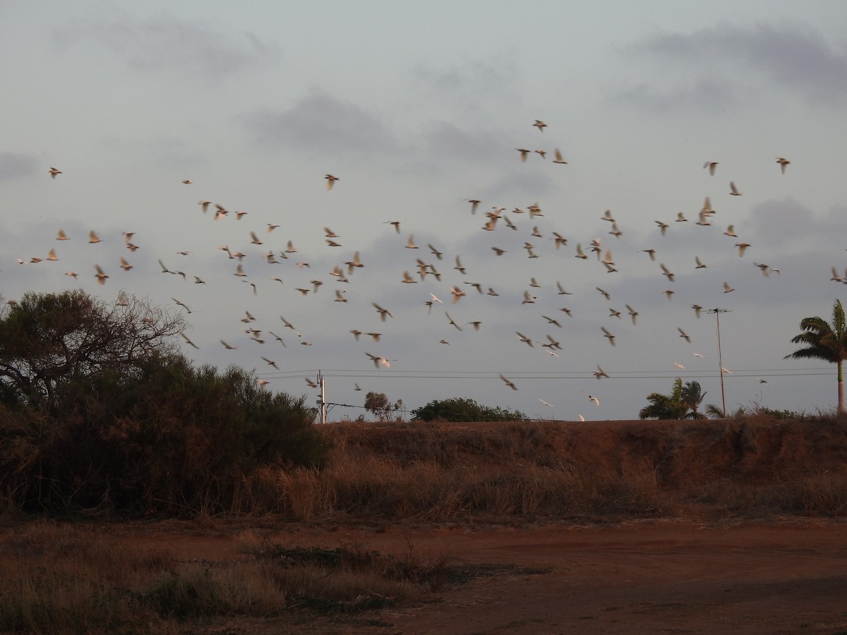 Cacatoès corella - ML593995191