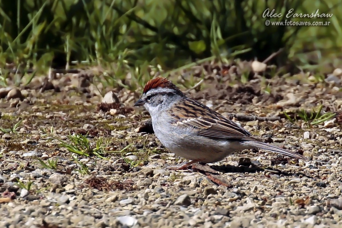 Chipping Sparrow - ML59399541