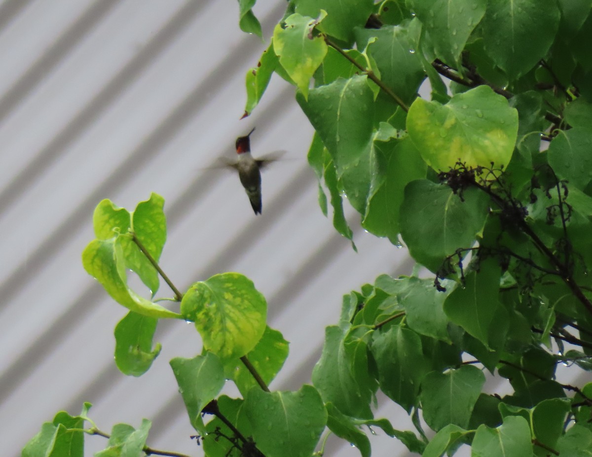 Ruby-throated Hummingbird - ML593996191