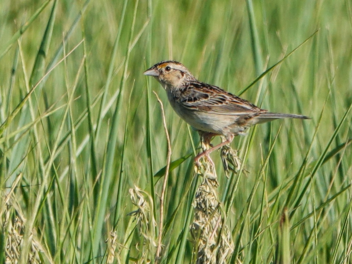 Chingolo Saltamontes - ML593996531