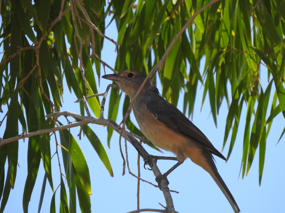 Gray Shrikethrush - ML593996541