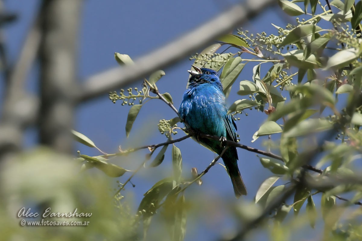 Indigo Bunting - ML59399671