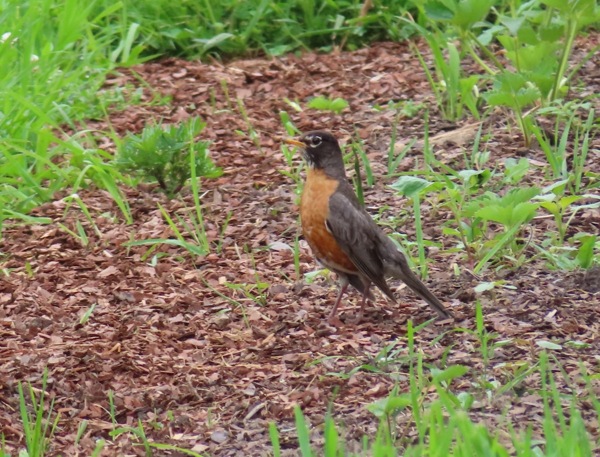 American Robin - ML593996731