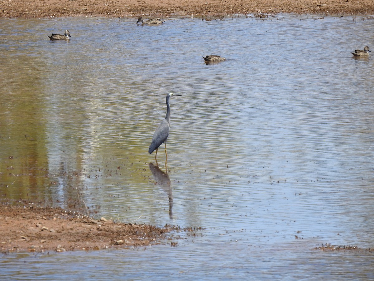 White-faced Heron - ML593996801