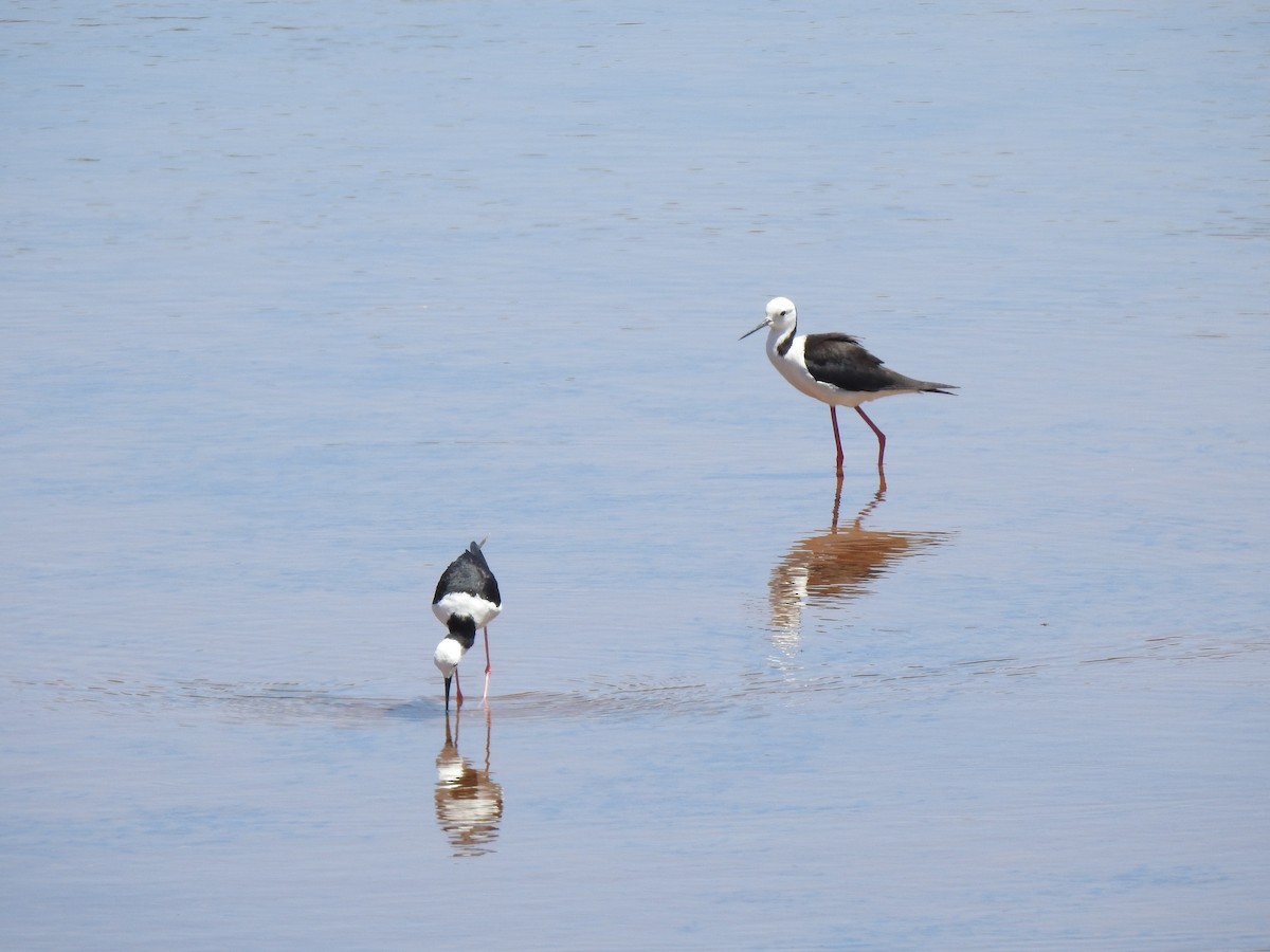 Pied Stilt - ML593996901