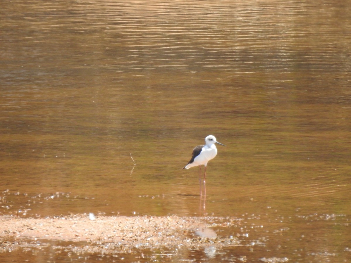 Pied Stilt - ML593996941