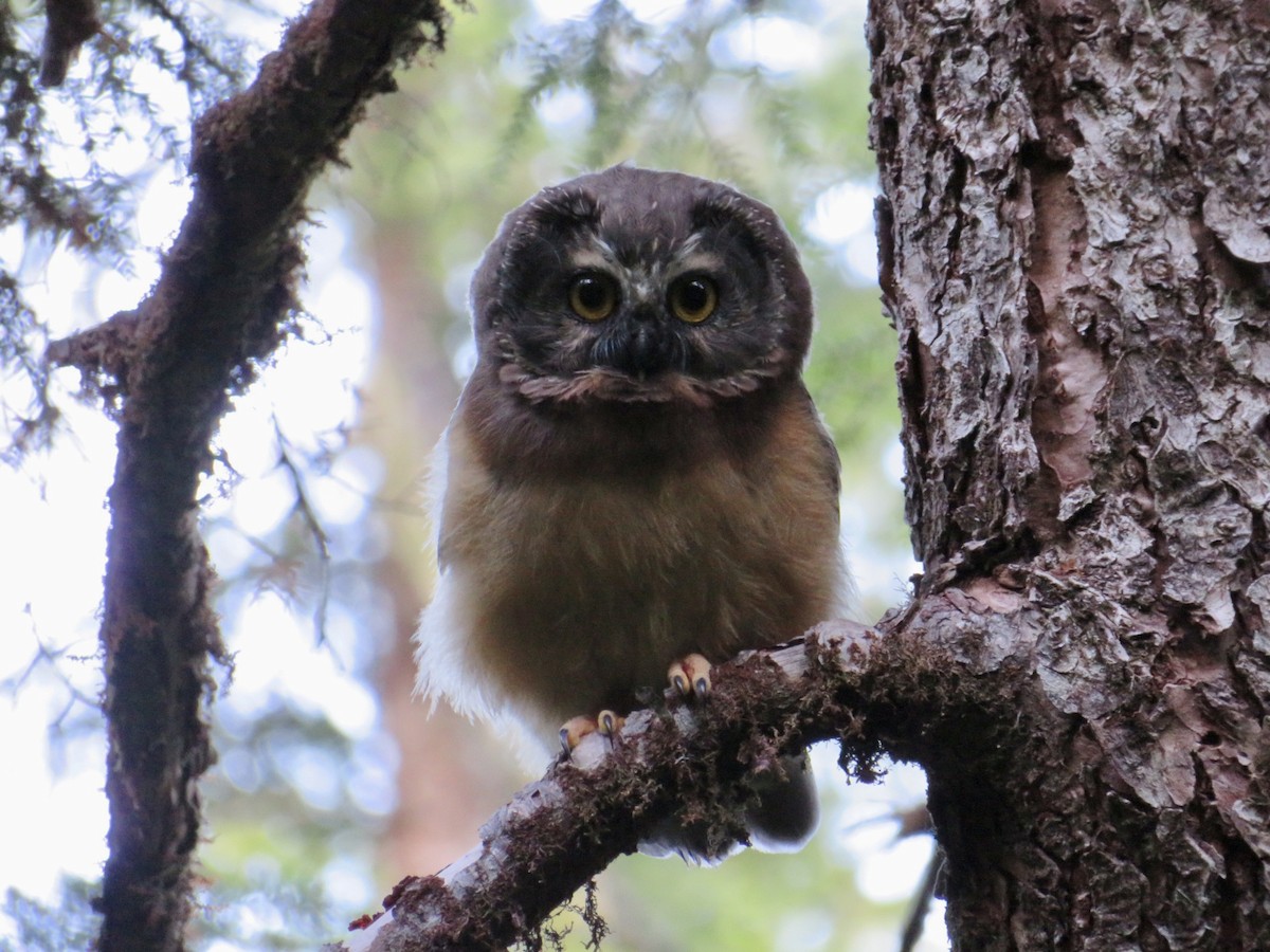 Northern Saw-whet Owl (Haida Gwaii) - Amanda Blackburn