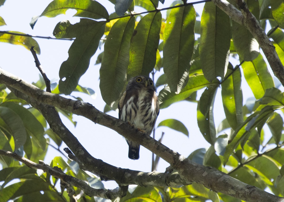 Amazonian Pygmy-Owl - ML593998421