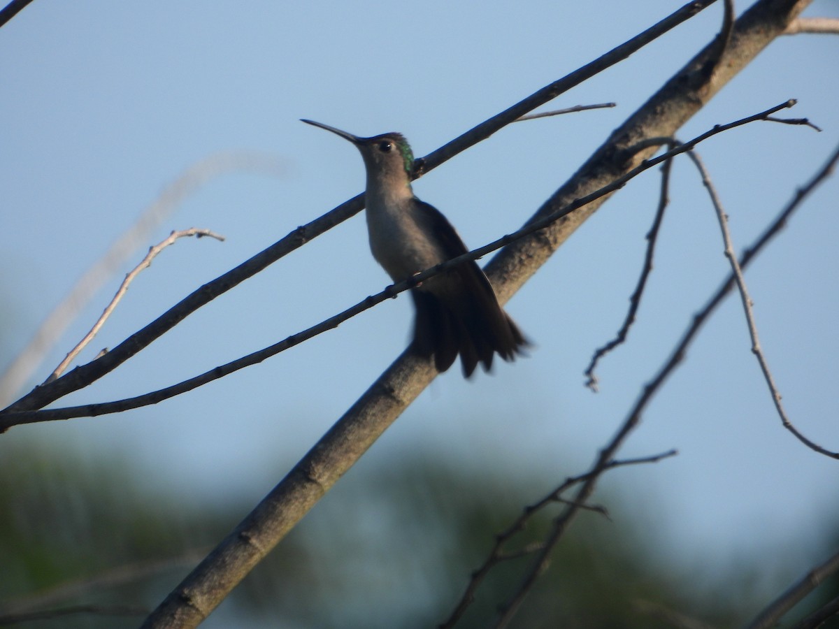 Blaukron-Degenflügel (Yucatándegenflügel) - ML593998571